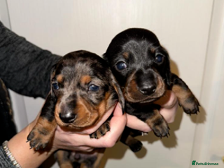 Miniature Dachshund dogs Miniature Dachshund Puppies - Advert 9