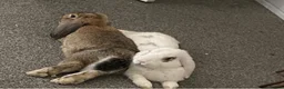 English Lop rabbits for sale: Sadly need to rehome my rabbit  in Chelmsford - Advert 3