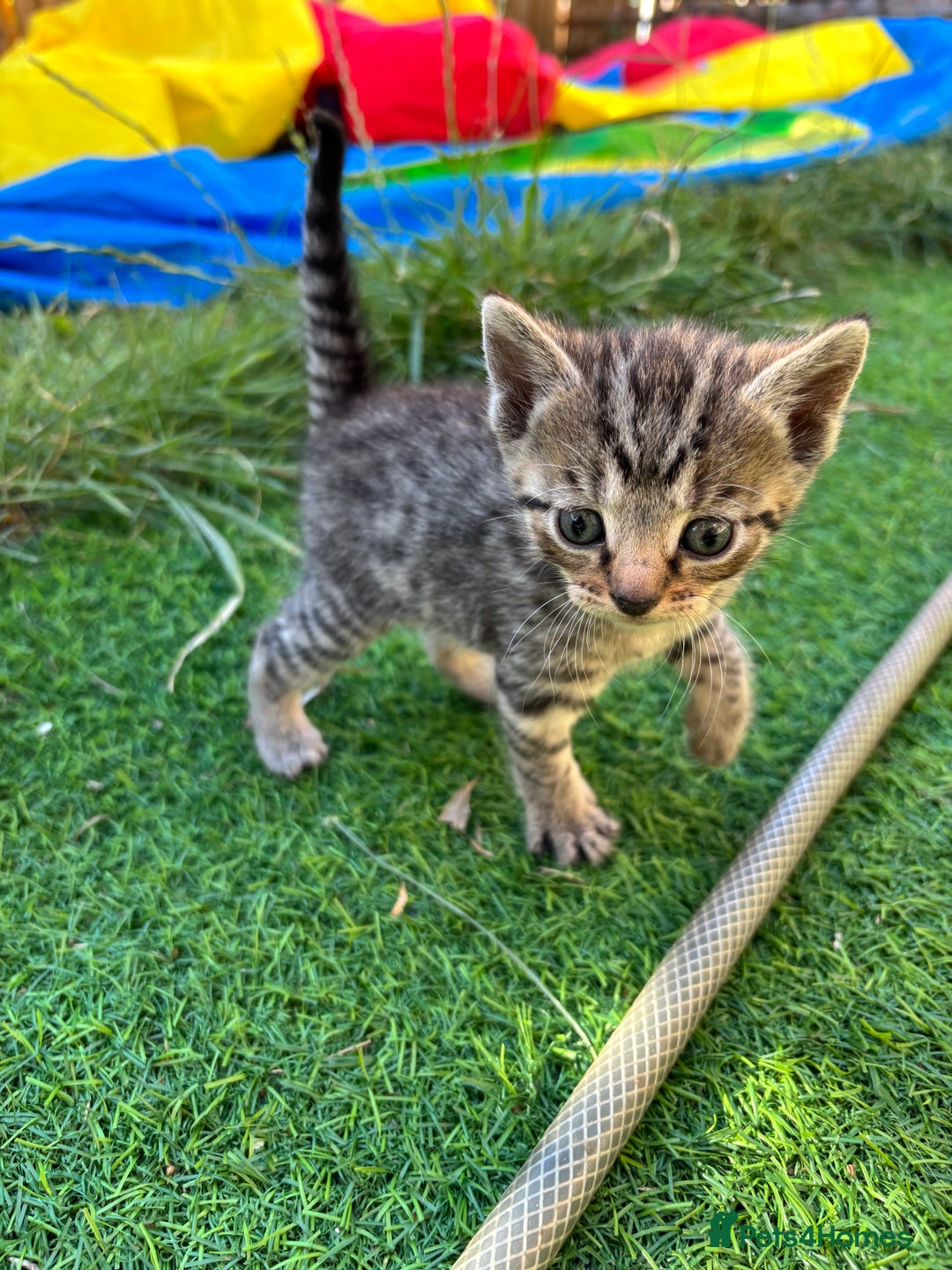 Mixed Breed cats for sale: Lovely kittens  - Image 3