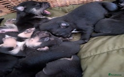 Mixed Breed dogs for sale: Beautiful French Bulldog x Border Collie Puppies - Image 4
