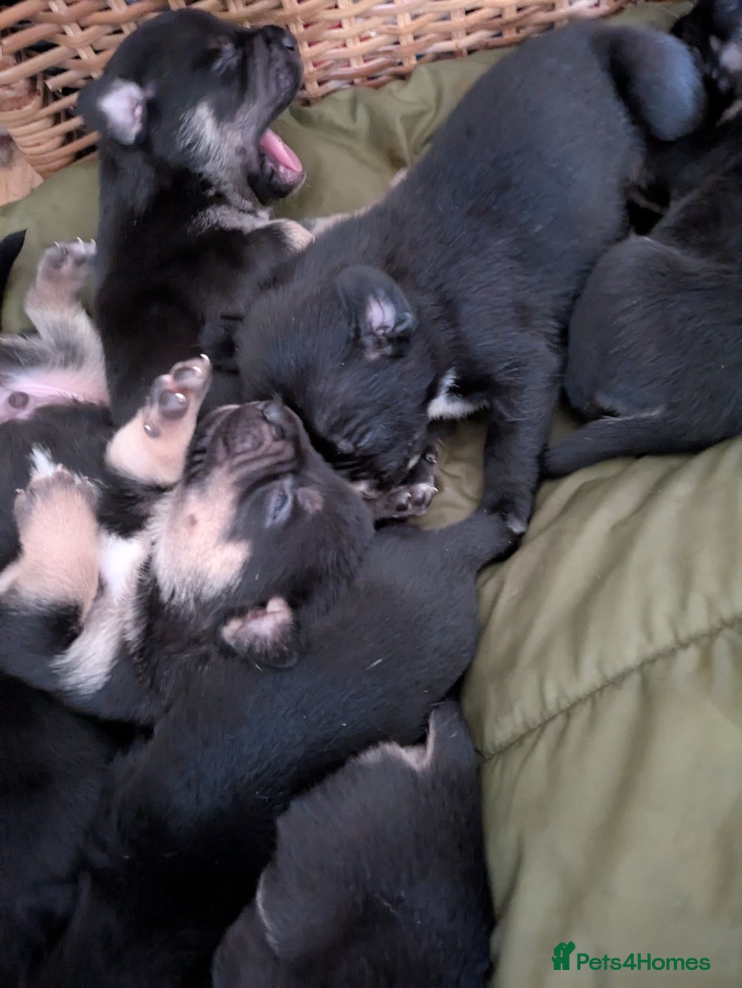 Mixed Breed dogs for sale: Beautiful French Bulldog x Border Collie Puppies - Image 4