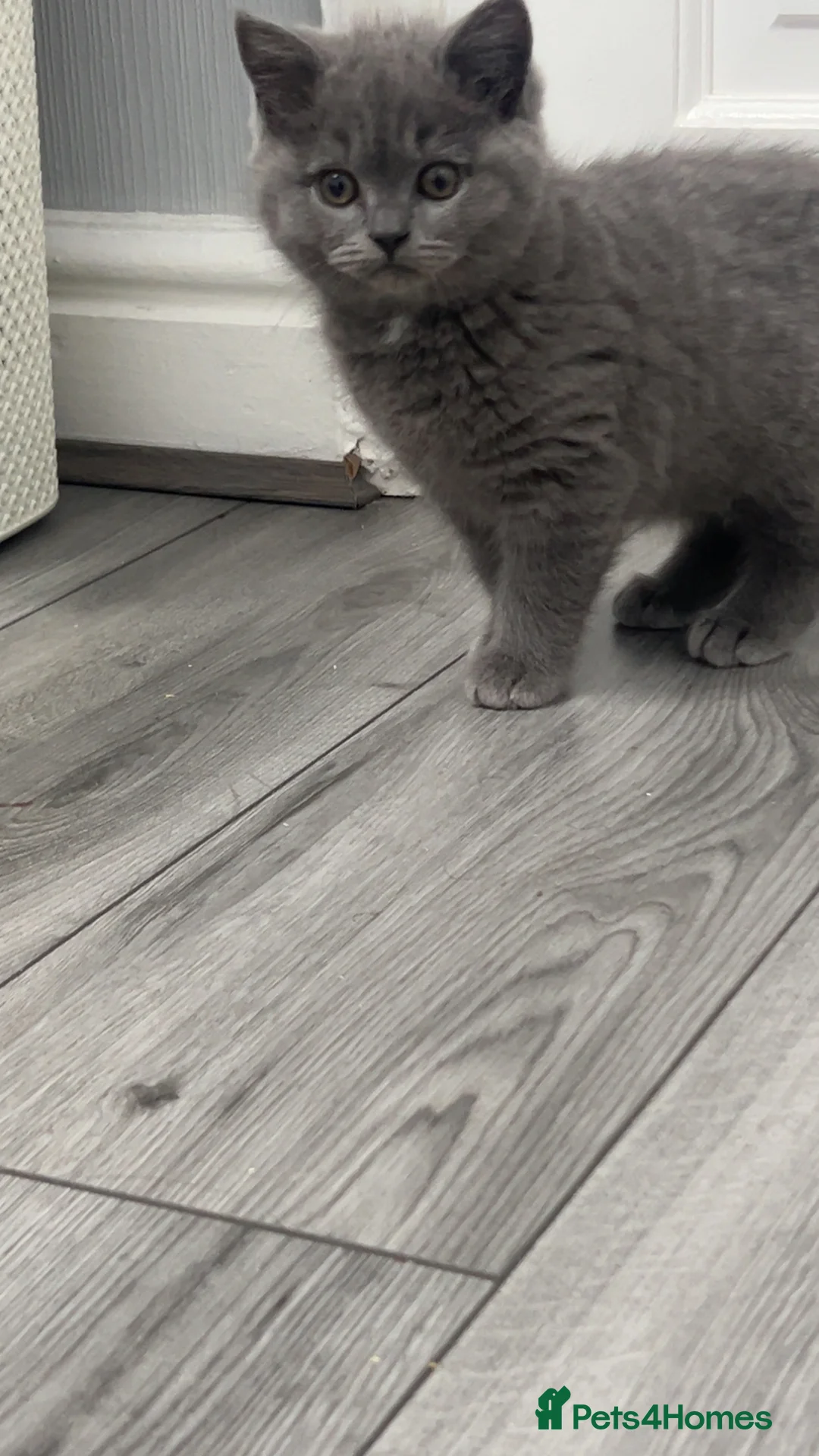 British Shorthair cats for sale: British Shorthair kittens - Advert 5