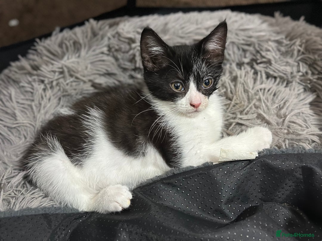Mixed Breed cats for sale: Playful Kittens 🐾 (Please Read Description) - Image 15