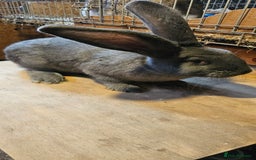 Continental Giant rabbits for sale: Continental Giants Merle - Image 20