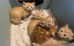 Domestic Shorthair cats for sale: Ginger kittens - Image 7