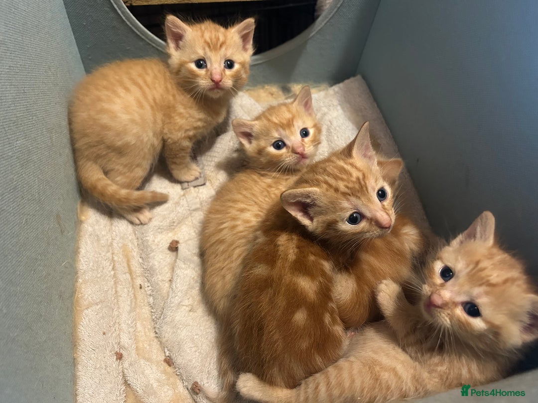 Domestic Shorthair cats for sale: Ginger kittens - Image 7