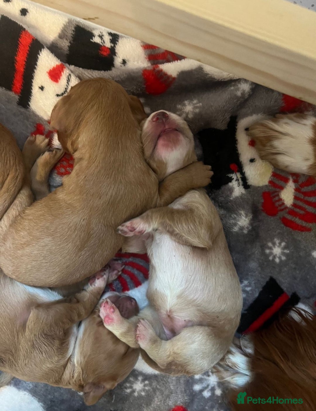 Cocker Spaniel dogs for sale: Cocker spaniel puppies  - Advert 9