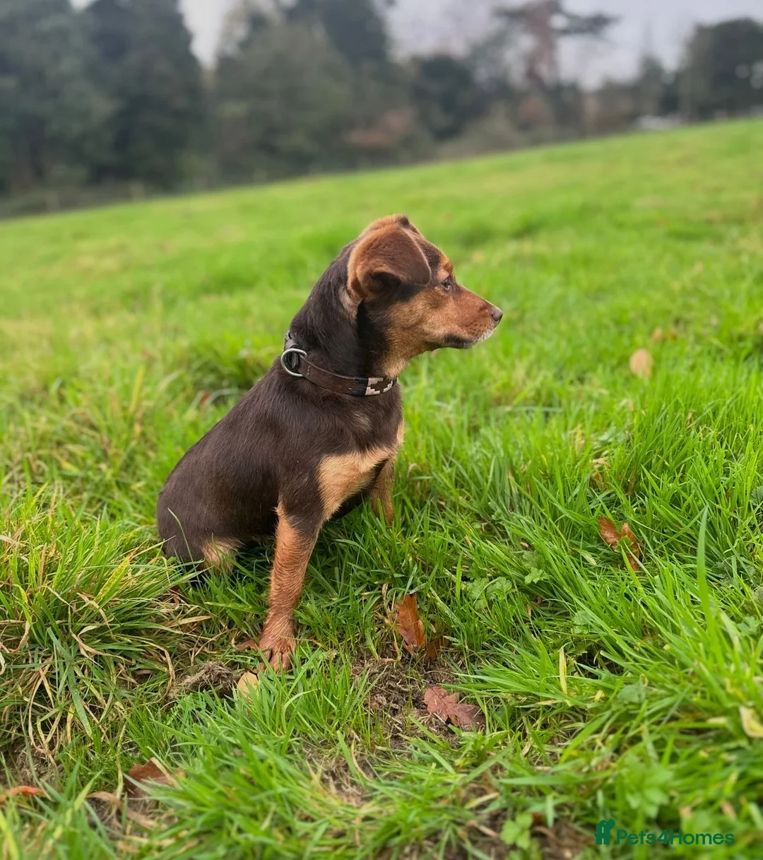 Norfolk Terrier dogs for sale: Awaiting beautiful norjacks  - Advert 4