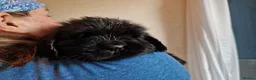 Newfoundland dogs for sale: KC Registered Black Newfoundland Puppies  - Advert 11