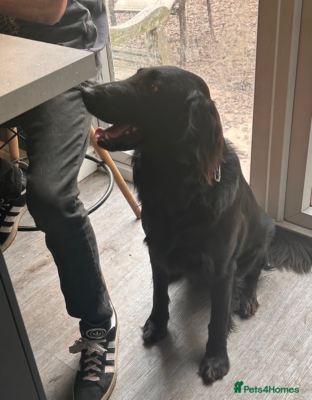 Flat coated Retriever dogs for sale: Flat coat retriever  - Image 2