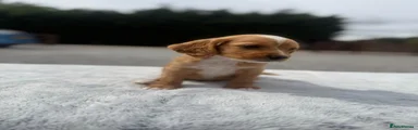 Cockapoo 3