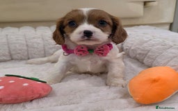 Cavalier King Charles Spaniel dogs for sale: KC Registered & DNA Tested Cavalier Puppies - Image 5
