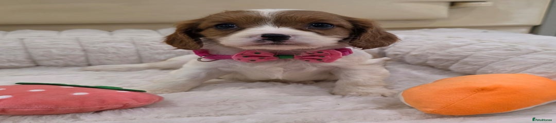 Cavalier King Charles Spaniel Puppy 5
