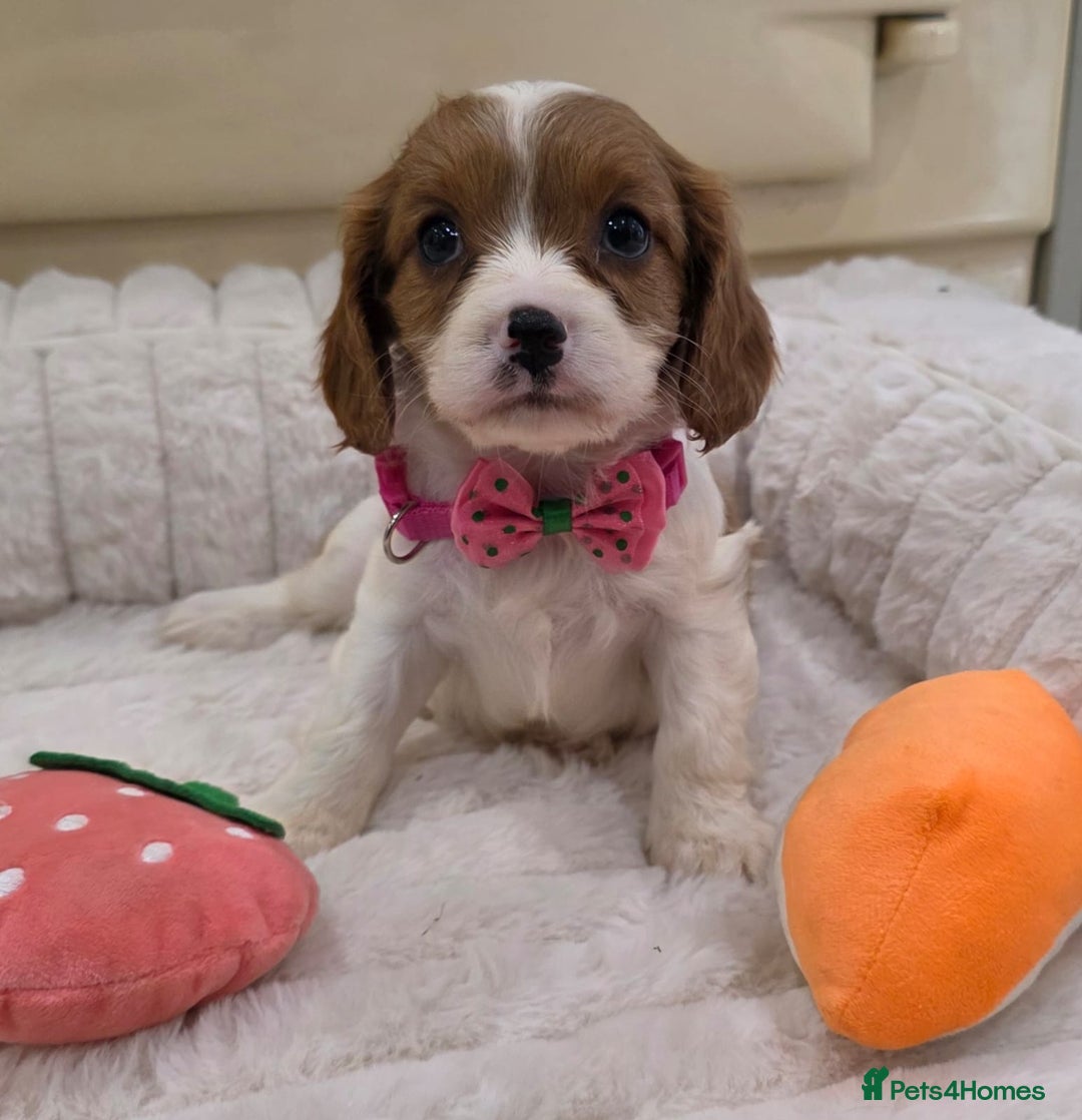 Cavalier King Charles Spaniel dogs for sale: KC Registered & DNA Tested Cavalier Puppies - Image 5