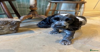 Cocker Spaniel dogs Meet Hamish! - Advert 3