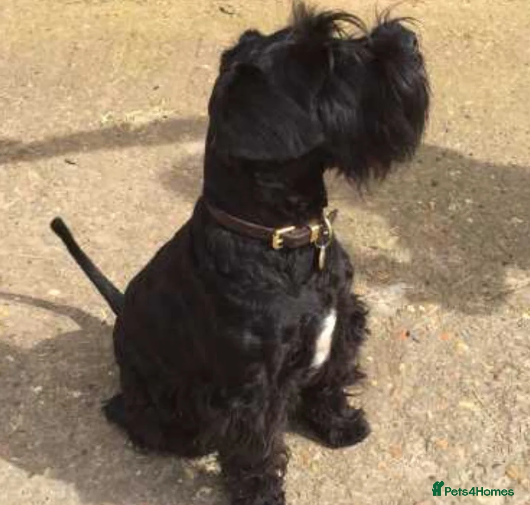 Miniature Schnauzer dogs for stud: KC MAC Black Miniature Schnauzer stud dog - Advert 3