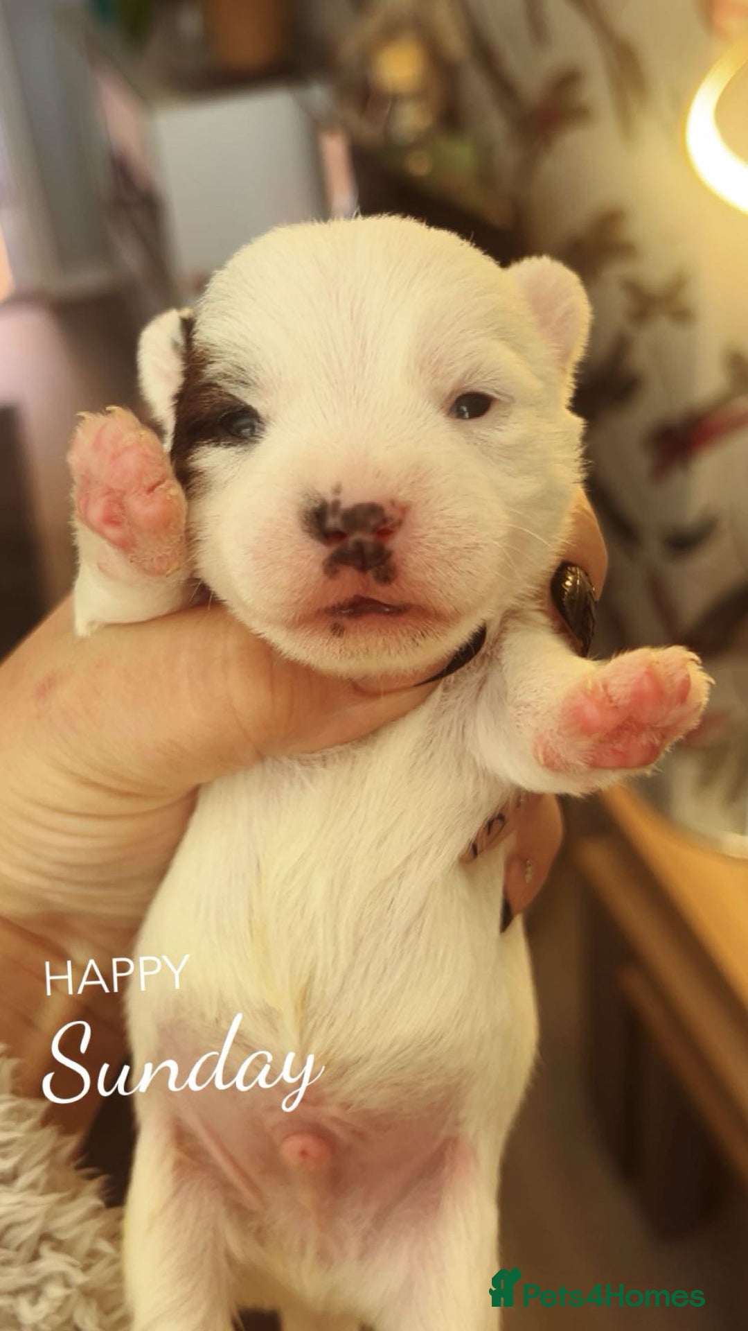 Jack Russell dogs for sale: Stunning jack Russel pups  - Advert 2