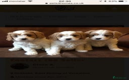 Cavalier King Charles Spaniel dogs for stud: Extensively Health Tested Cavalier King Charles Sp in Mansfield - Image 11