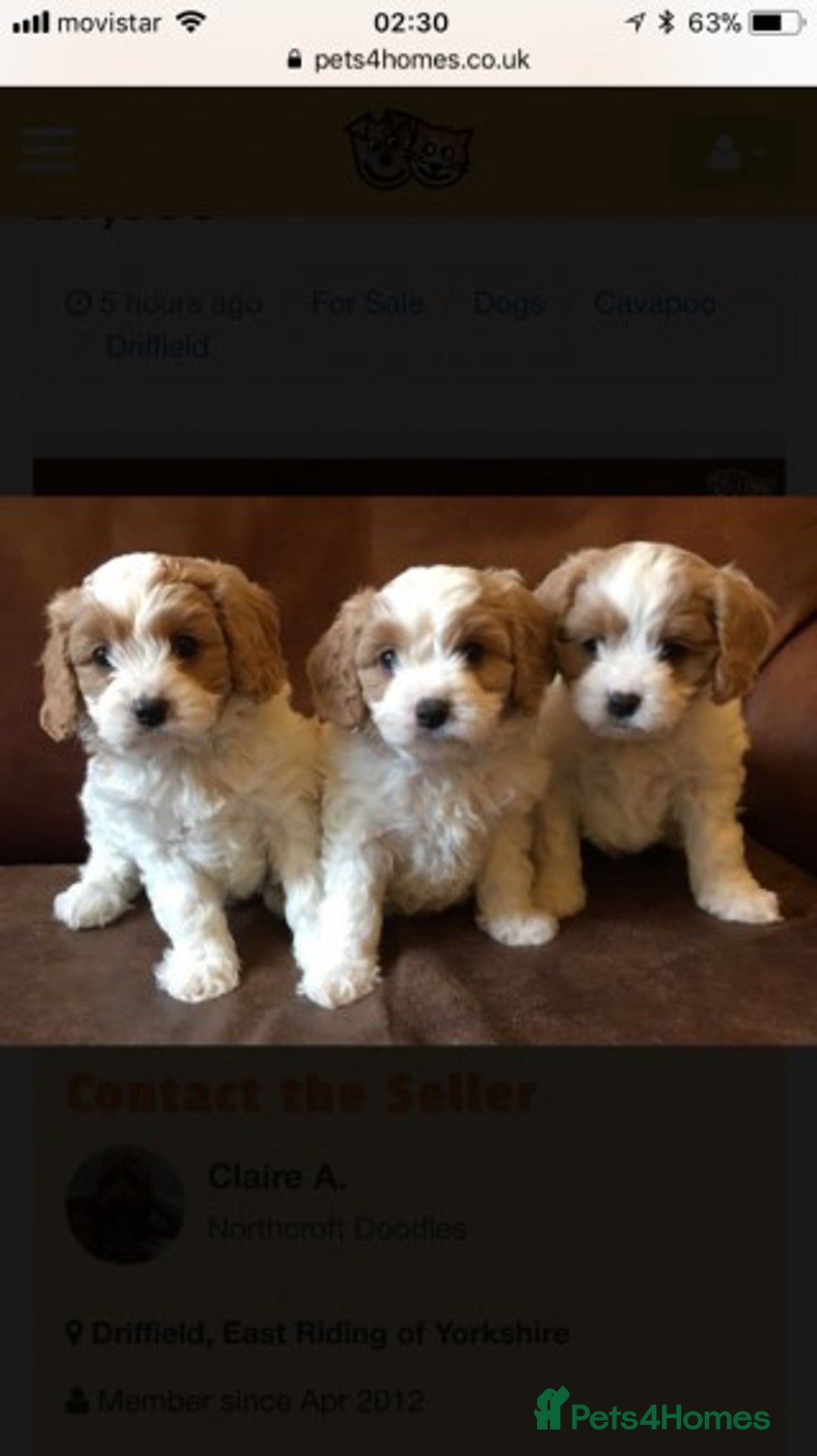 Cavalier King Charles Spaniel dogs for stud: Extensively Health Tested Cavalier King Charles Sp in Mansfield - Image 11