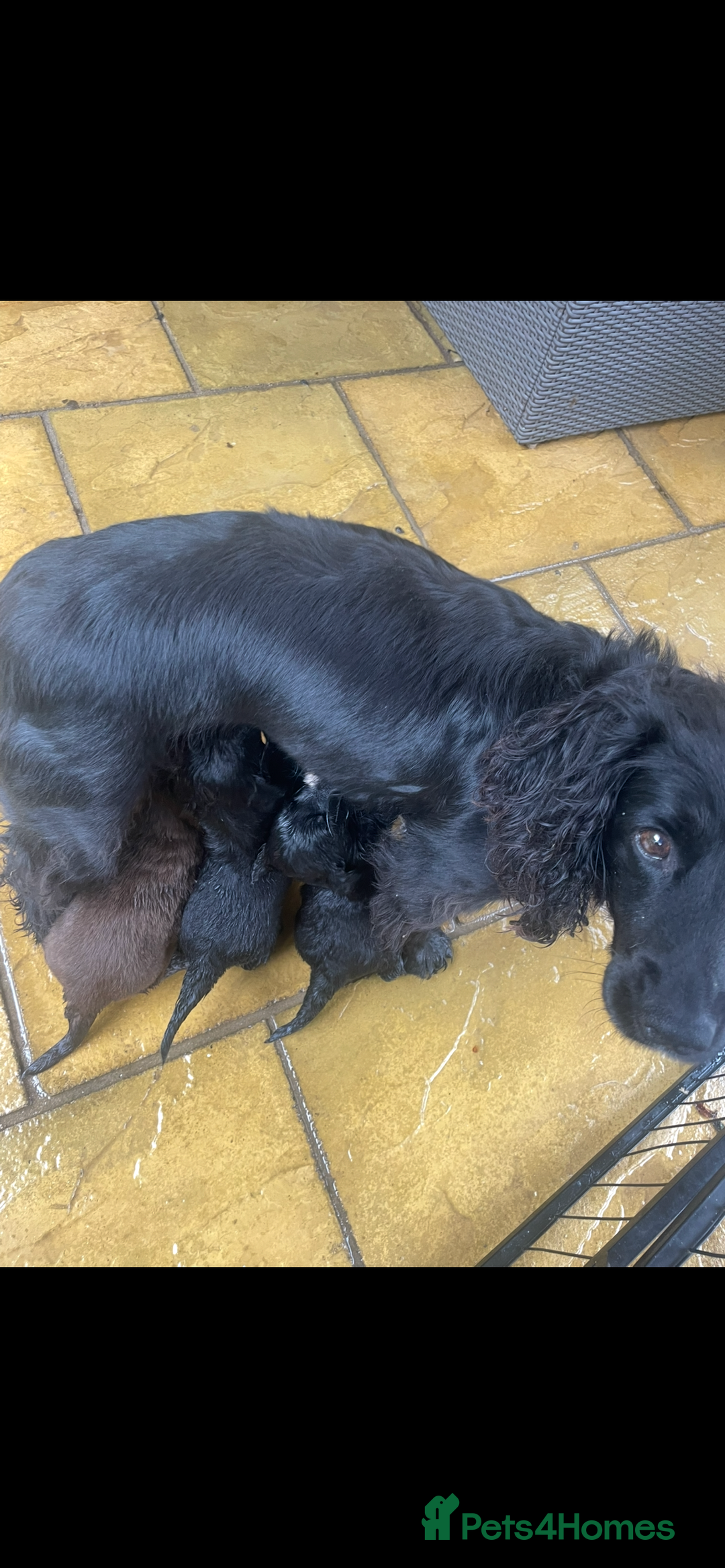 Cocker Spaniel dogs for sale: Cocker spaniel puppy’s  - Image 10