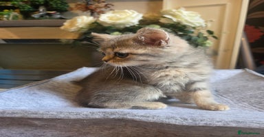 British Shorthair cats - Advert 10