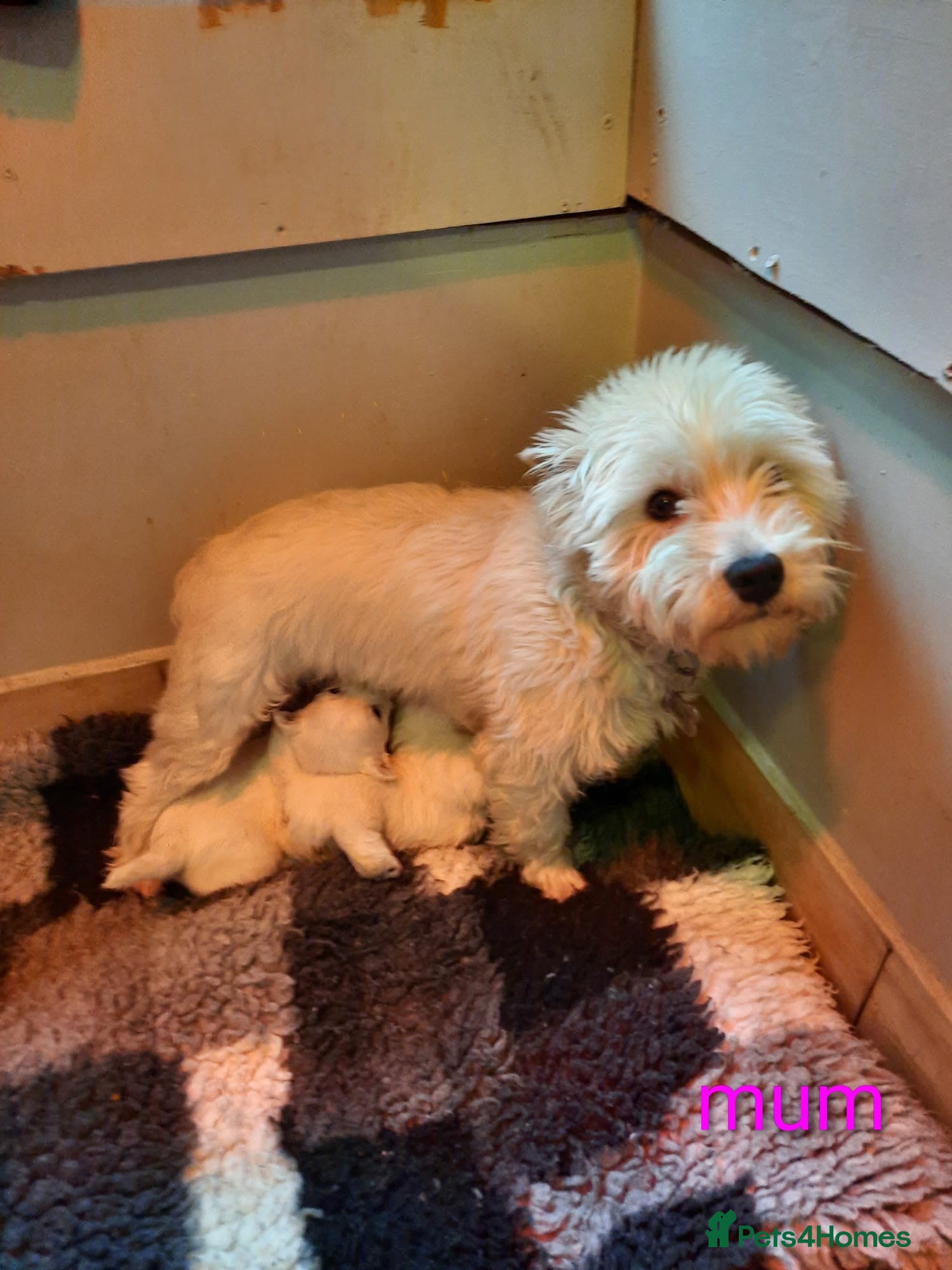West Highland Terrier dogs Beautiful bestie pups - Advert 1
