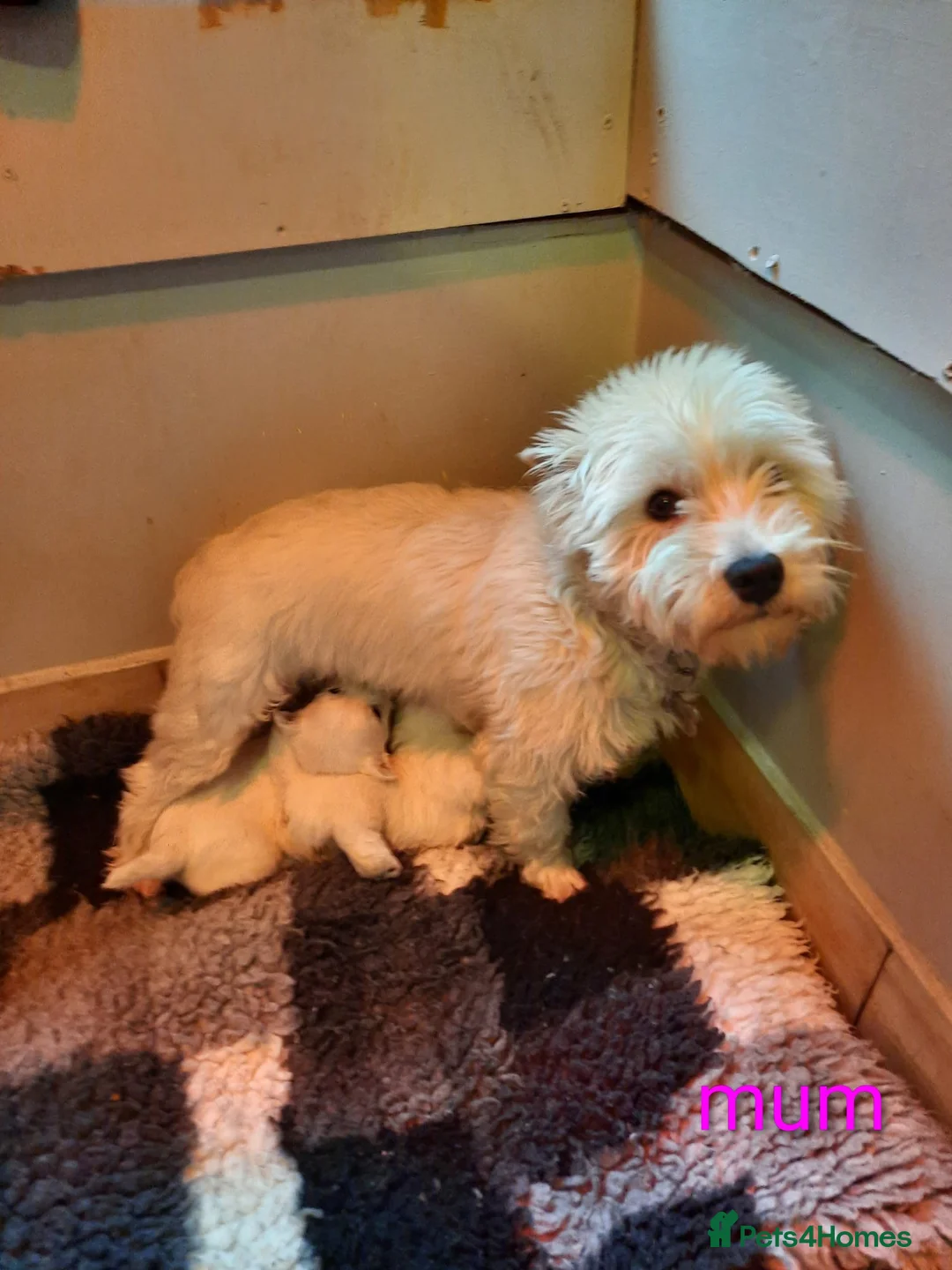 West Highland Terrier dogs for sale: Beautiful bestie pups - Advert 1