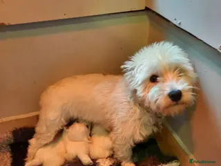 West Highland Terrier dogs Beautiful bestie pups - Advert 1