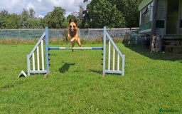 Belgian Shepherd Dog dogs for stud: BVA HEALTH TESTED, Proven, KC, BSD Malinois stud in Treorchy - Image 12