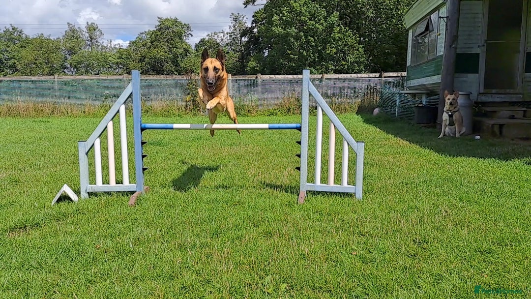 Belgian Shepherd Dog dogs for stud: BVA HEALTH TESTED, Proven, KC, BSD Malinois stud in Treorchy - Image 12