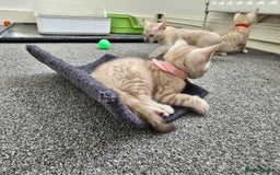 Bengal cats for sale: SNOW BENGAL BLUE EYES TICA PET/ACTIVE - Image 22