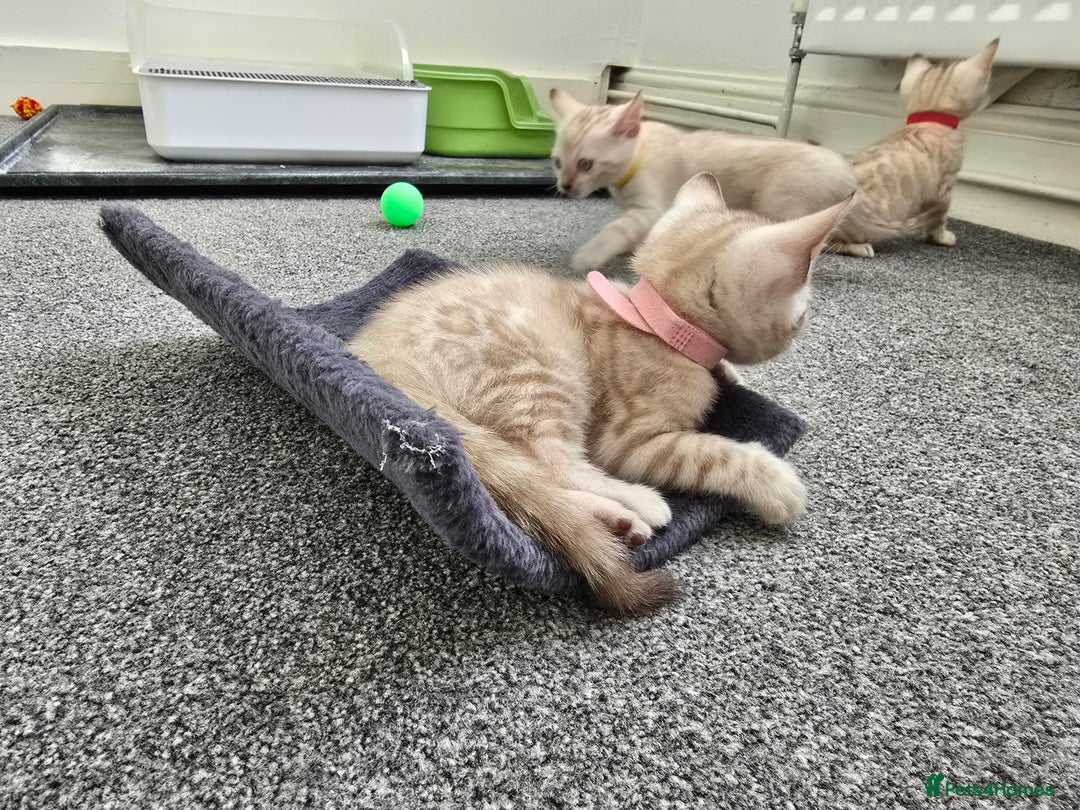 Bengal cats for sale: SNOW BENGAL BLUE EYES TICA PET/ACTIVE - Image 22