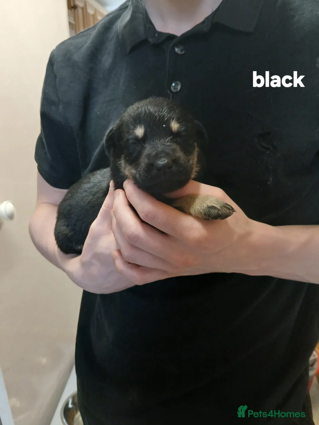 German Shepherd dogs for sale: German shepards  - Advert 18