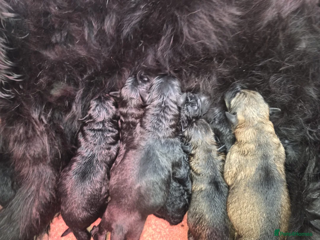 Mixed Breed dogs for sale: Intelligent & Loyal Shepadoodle Puppies - Advert 13