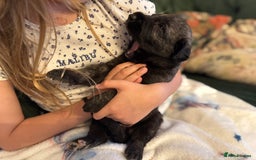 Irish Wolfhound dogs for sale: Stunning litter of Irish Wolfhound puppies - Image 10