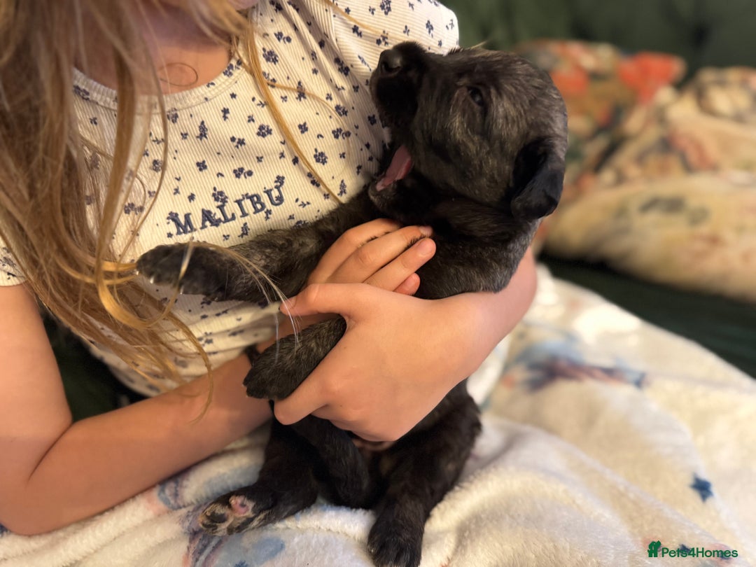 Irish Wolfhound dogs for sale: Stunning litter of Irish Wolfhound puppies - Image 10