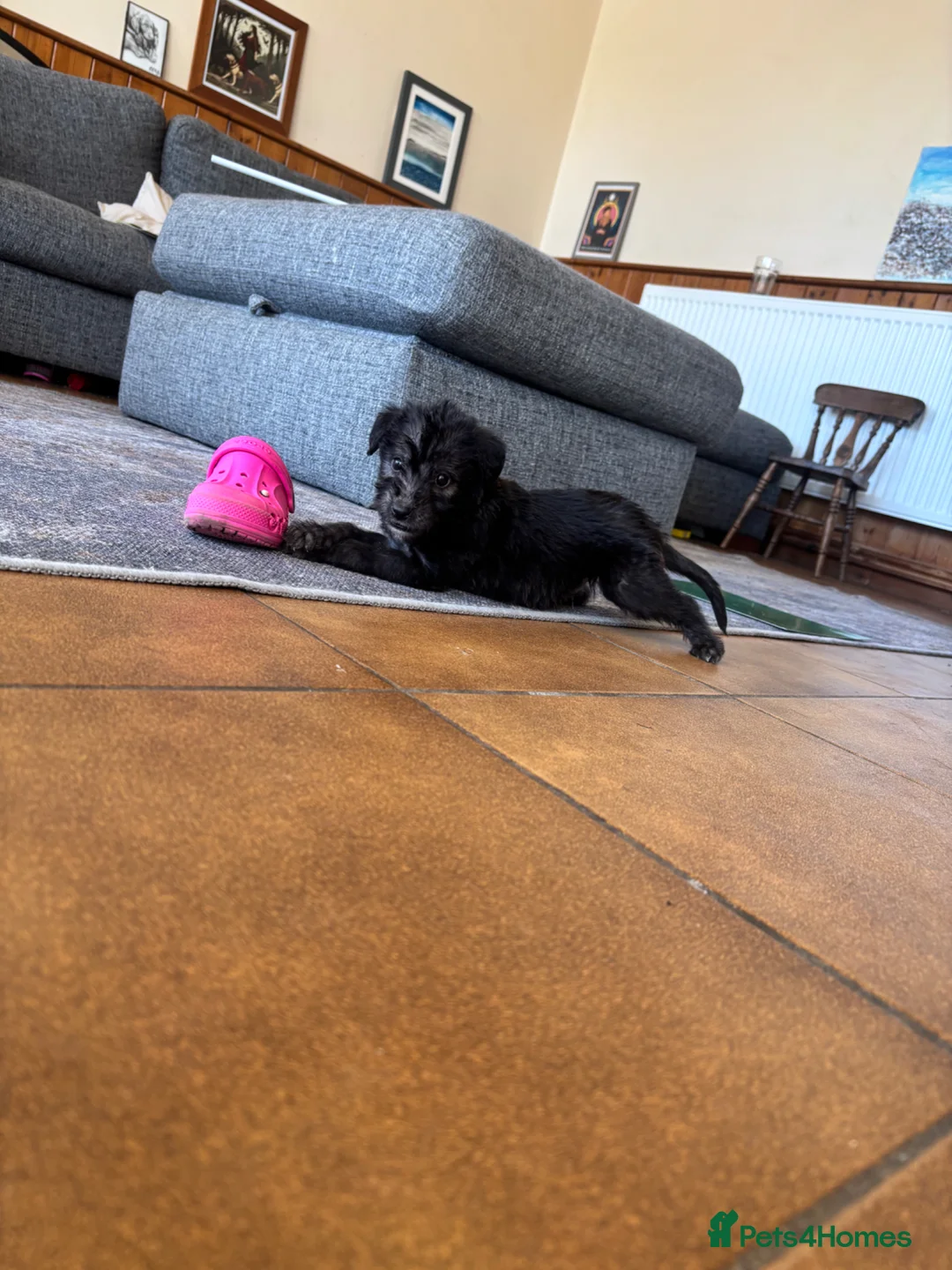 Lurcher dogs for sale: Fantastic Bedlington whippet boys ready next week - Advert 1