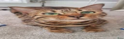 Bengal cats for sale: Bengal Female (indoor only) in Southampton - Advert 1