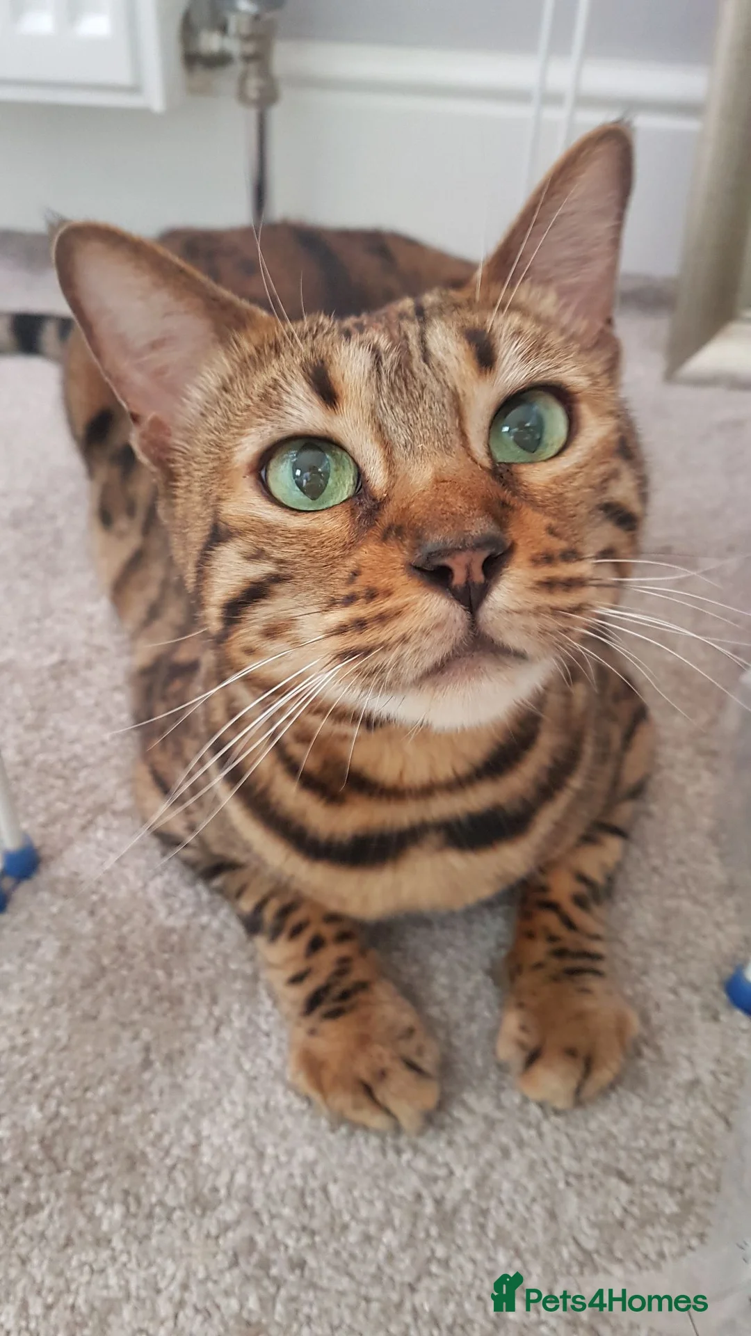 Bengal cats for sale: Bengal Female (indoor only) in Southampton - Advert 1