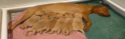 Labrador Retriever dogs for sale: Beautiful KC Registered Fox Red Labrador Puppies - Advert 11