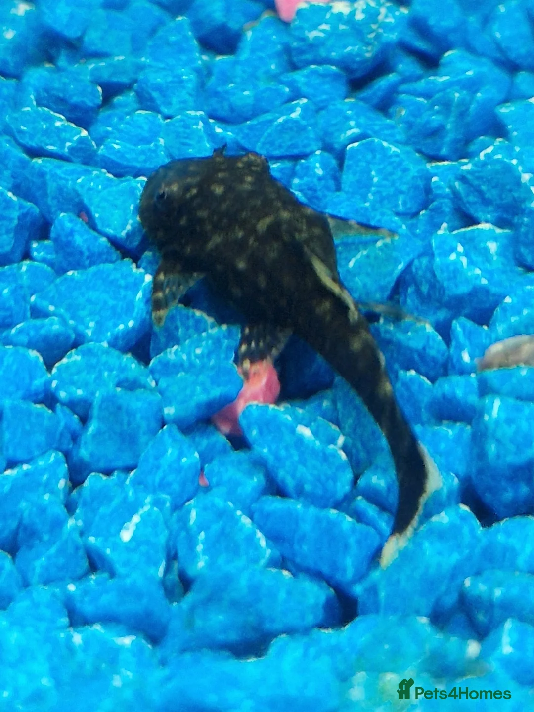 Plecos fish for sale: Bristlenose Plec - Advert 2
