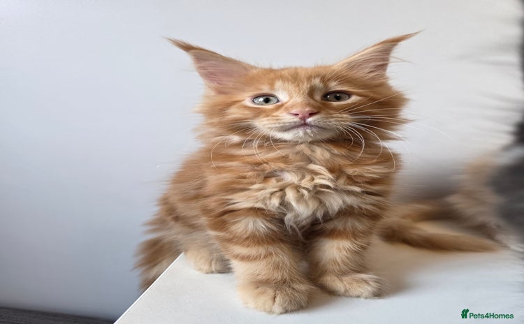 Maine Coon cats - Advert 14