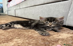 Mixed Breed cats for sale: 🐾 Free Kittens Looking for Loving Homes 🐾 - Image 4