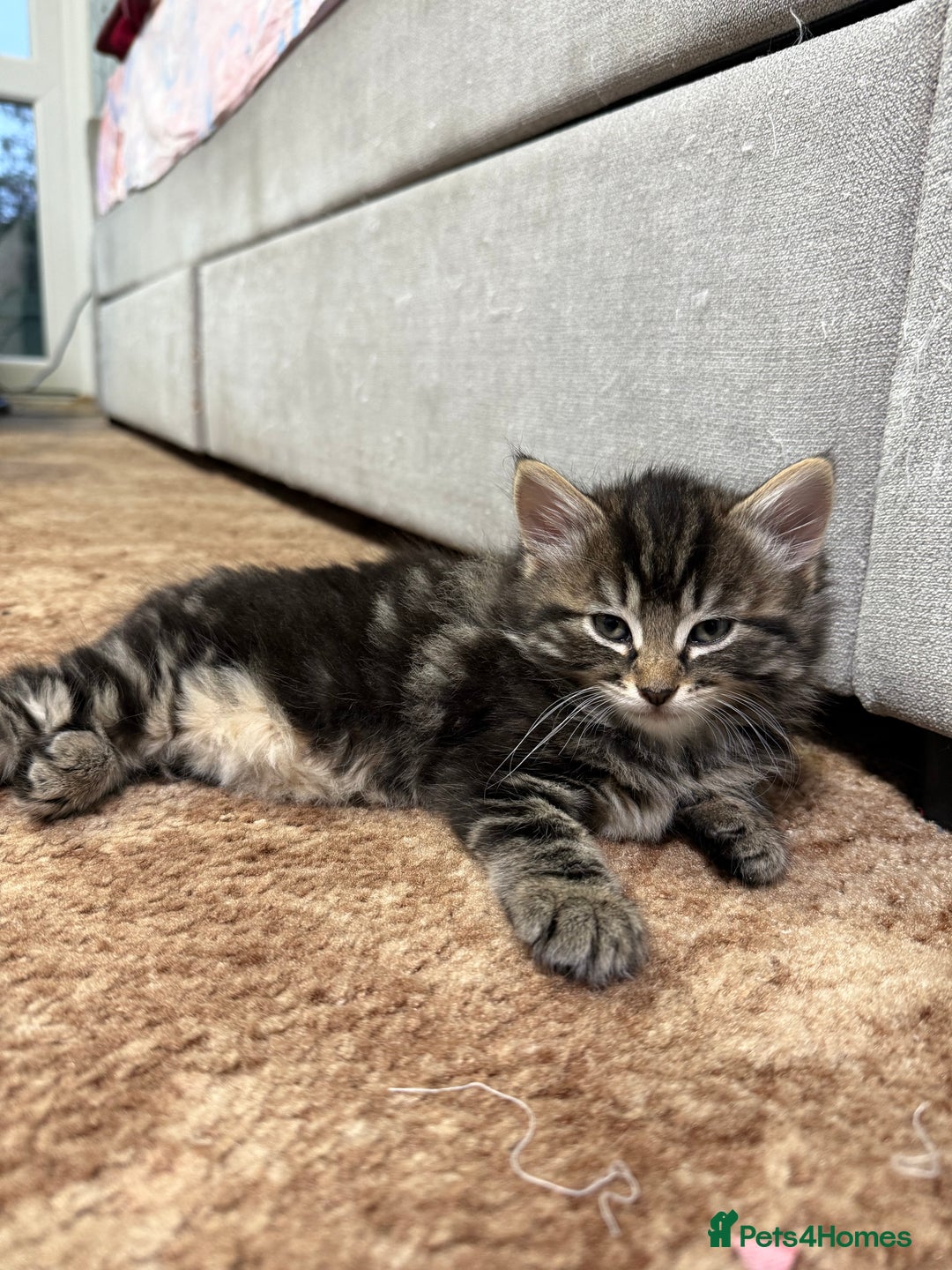 Mixed Breed cats for sale: 🐾 Free Kittens Looking for Loving Homes 🐾 - Image 4