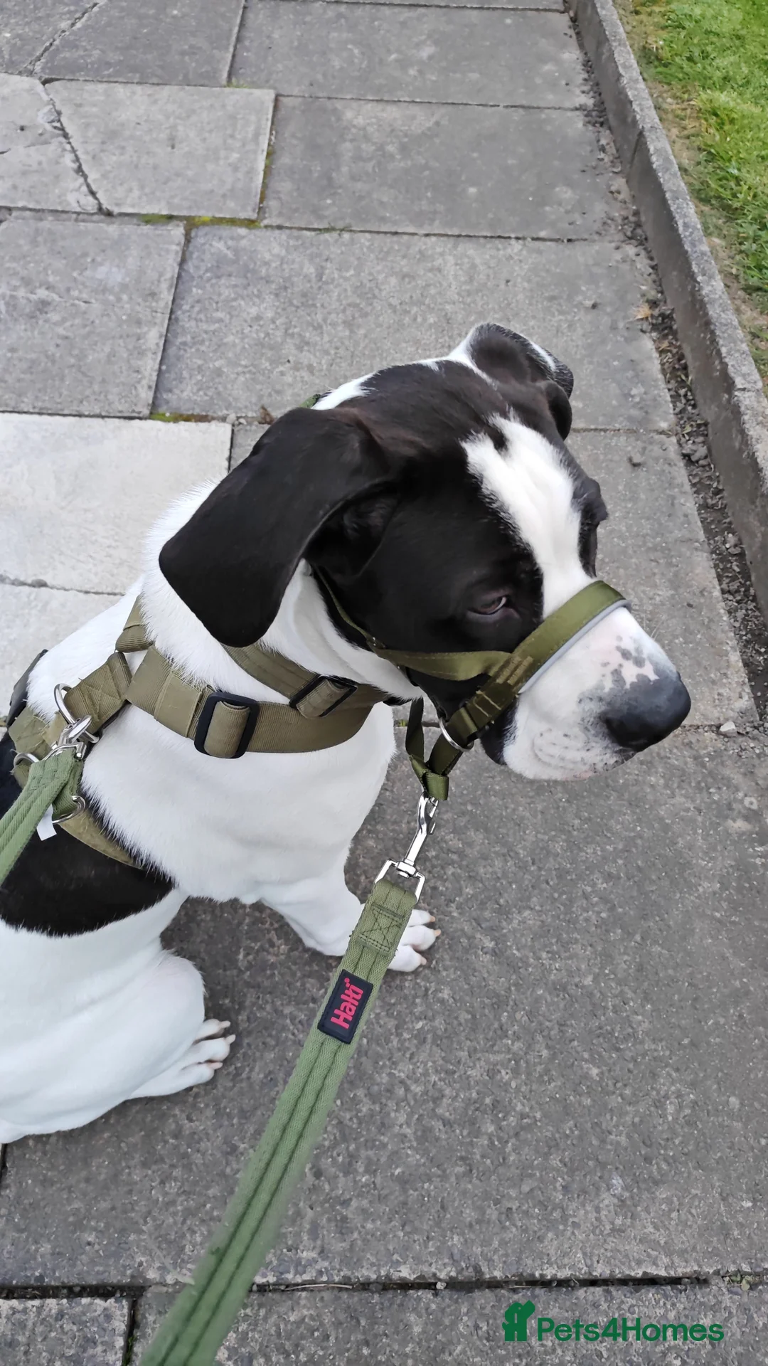 Mixed Breed dogs for sale: Presa Canario  ** tiff  in Stockton-on-Tees - Advert 2