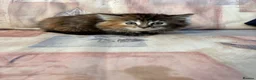 Mixed Breed cats for sale: Ginger-Tabby-Tortoiseshell kittens - Advert 5