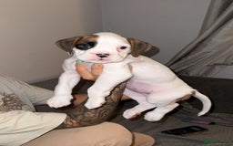 Boxer dogs for sale: Gorgeous KC Registered Boxer Pups - ONLY 1 LEFT - Image 10