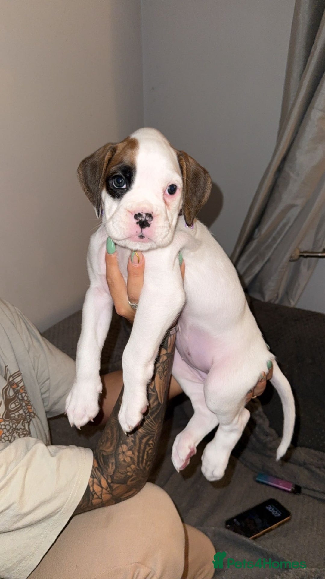 Boxer dogs for sale: Gorgeous KC Registered Boxer Pups - ONLY 1 LEFT - Image 10