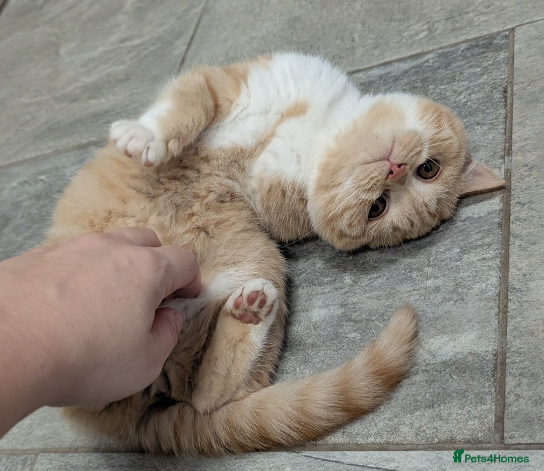 British Shorthair cats for sale: Gorgeous British shorthair kittens  - Advert 17