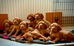 Hungarian Vizsla dogs for sale:   ⚜️Hungarian Vizsla puppies⚜️ - Image 8